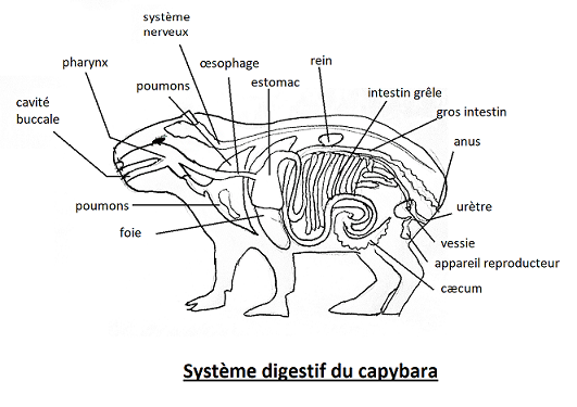 système digestif capybara