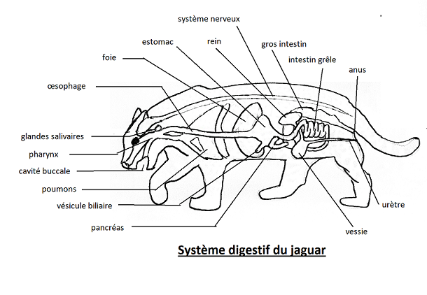Système digestif jaguar